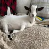 Forrest the Goat - @forrest.the.goat - TikTok