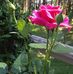 Sue Wright Groat - Facebook