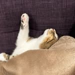 Forrest… Forrest Gump - @forrest.gump.the.cat - Instagram