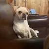 Forrest Gump - @sirforrestgump0905 - TikTok