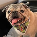 Forrest Gump 🐾 - @forrestgumpug - Instagram