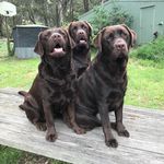 Forrest Gump Labs (Gumphill) - @forrestgumplabs - Instagram