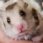 Forrest Gump the Hamster - @forrestgumphammie - Instagram