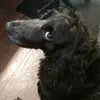 Black Forrest Ham Hawk - @black.forrest.ham - TikTok