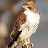 Forest Hawk - @foresthawk - TikTok