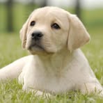 Forrest Henderson - Facebook
