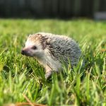Forrest Henderson - @forrestthehedgie - Instagram