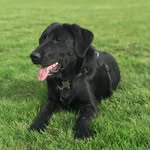 Forrest James 🐾 - @forrestmoonshiner - Instagram