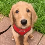 Forrest Kauffman - @forrestbaby - Instagram