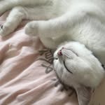 @forrestlandsss - Instagram