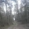 maciej ulatowski - @forrestland - TikTok