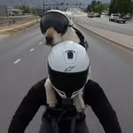 Forrest Larson - @forrestlarson - Instagram