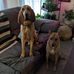 Forrest Larson - Facebook