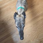 Forrest - @forrest_longboi - Instagram