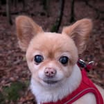 Forrest Love Heidi Hawkins - @forrest_and_pixie - Instagram