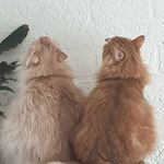 Maddox and Otis Qunaka - @forrestcats_maddox_otis - Instagram