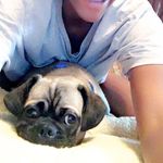 Forrest Matthews - @forrestthepugg - Instagram