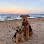Forest & Moses - @couple.of.paws - Instagram