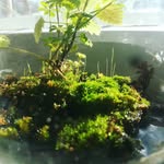 🌿FOREST MOSS🌿 - @_forest_moss_ - Instagram