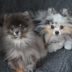 Forrest & Moss 🐾 - @celialovesforrest - Instagram