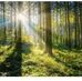 Forest Nice - Facebook