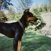 Forest Perez - @forestperez - TikTok