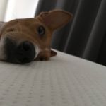 Forrest Perez - @vforrest21 - Instagram