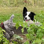 Forrest Preston - @forrestthebordercolliepup - Instagram