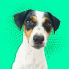 forrest - @forrestdog.tv - TikTok