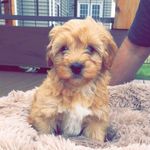 @forrest.quinn.szymanski - Instagram