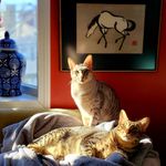 Harley & Forrest - @harleyquinn_forrest - Instagram