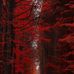 Red Forest - Facebook