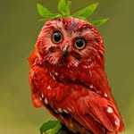 owl lovers - @riley_m_forrest - Instagram