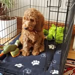 Riley And Max - @riley_and_max_forrest - Instagram