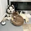 River and Forrest - @riverandforrest - TikTok