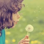 Forest Rose - Facebook