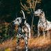 Spots In The Forest Photography - Facebook