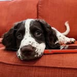Forrest 🐾 - @springer_forrest - Instagram