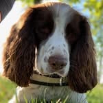 Forrest Monk - @forrest_springerspaniel - Instagram