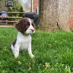 Forrest Olsen - @forrestthespringer - Instagram