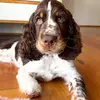 Forrest The 3 Legged Springer - @forrestthespringer_ - TikTok