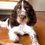 Forrest the Tripawd Springer 🐶 - @forrestthetripawd - Instagram