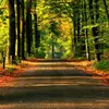 Forests Ever - @forestsever - TikTok