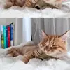 FORRESTSTORE - @cheees_cat - TikTok