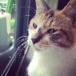 Forrest Sun - @forestleaf1016 - Instagram