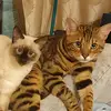Форрест и Томас - @forrest_and_thomas - TikTok