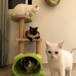 |Steven|Vitor|Forrest|Thomas| - @britocats - Instagram