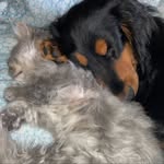 @forrest_et_wally - Instagram