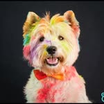Forrest‘s Fun Adventures | Forrest & Simone - @forrest_the_westie - Instagram
