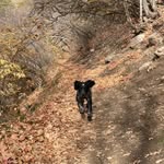 Forrest~West - @forrest_the_hound_west - Instagram